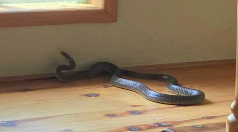 Velika zmija ušla u kuću, Travnički vatrogasci brzom reakcijom rješili slučaj