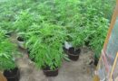 U Zenici uhapšen diler: Pronađeni spid i 40 saksija marihuane